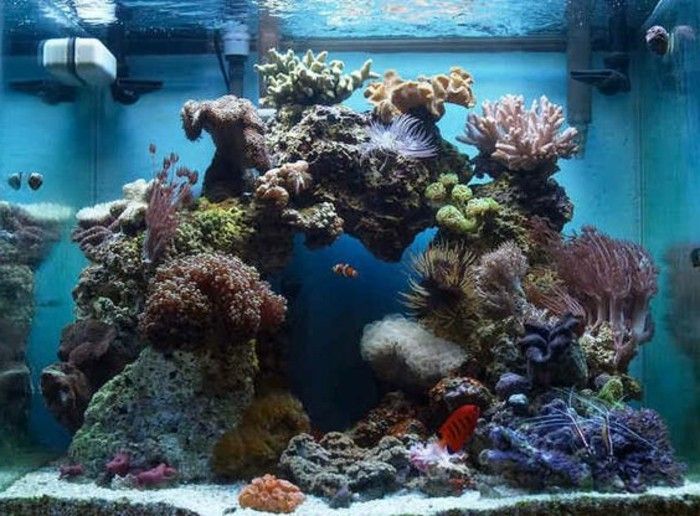 kvadratisk akvarium-for-fisk-stenar-sjögräs-korall-blå-vatten akvarium-set