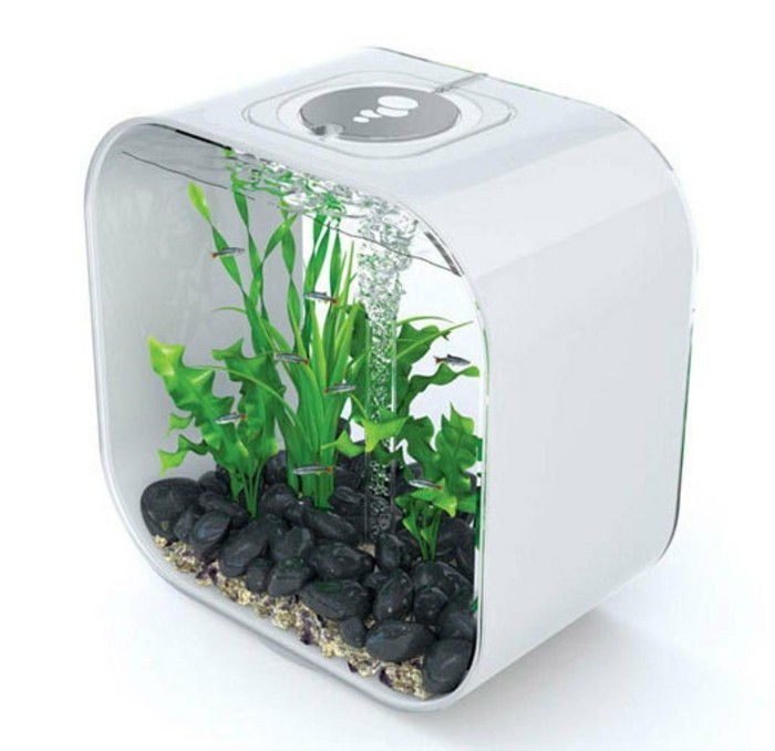 kvadrat-litet akvarium-med-stenar-sand-vatten-växt-small-fisk-akvarium-deco