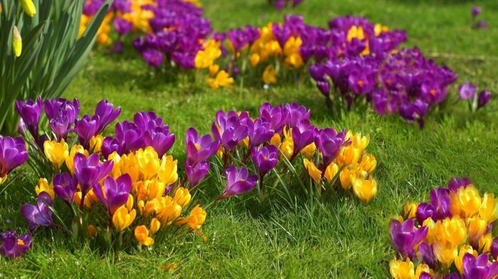fialové a žlté krokusy, jeden z najkrajších jarných kvetov, jarná nálada