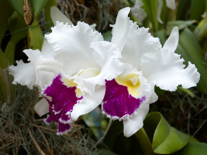bielo-Orhideen druhovo fialovo-žltý