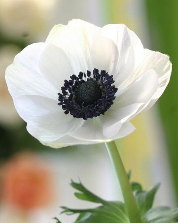 vit anemon-vackra-frühlingsblume-
