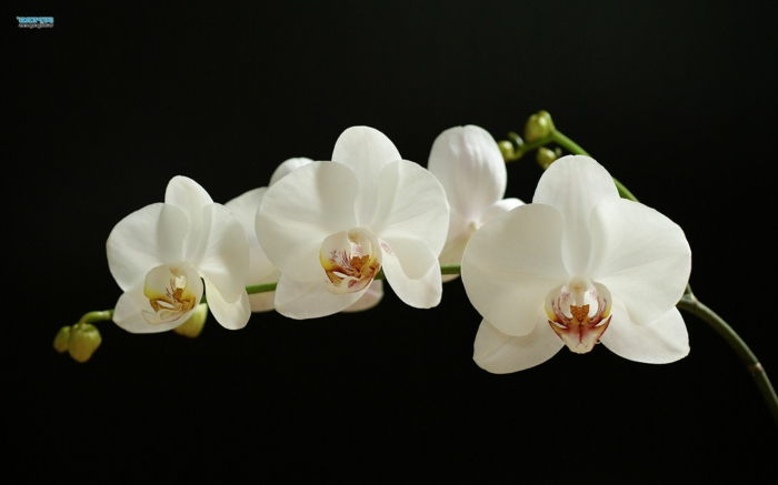 biela orchidea, čierne pozadie, jemné kvety, spoznajte kvetinový svet