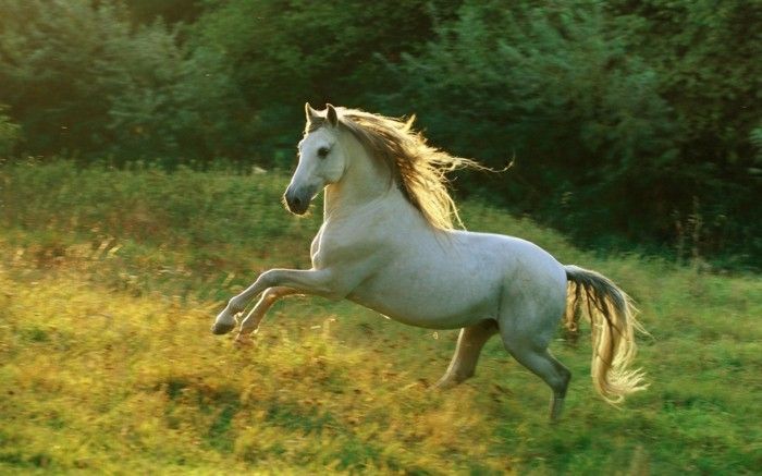 White-mooi-horses-in-de-wei-mad