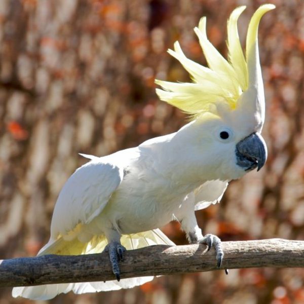 White Parrot-kaketoe-in-wit-