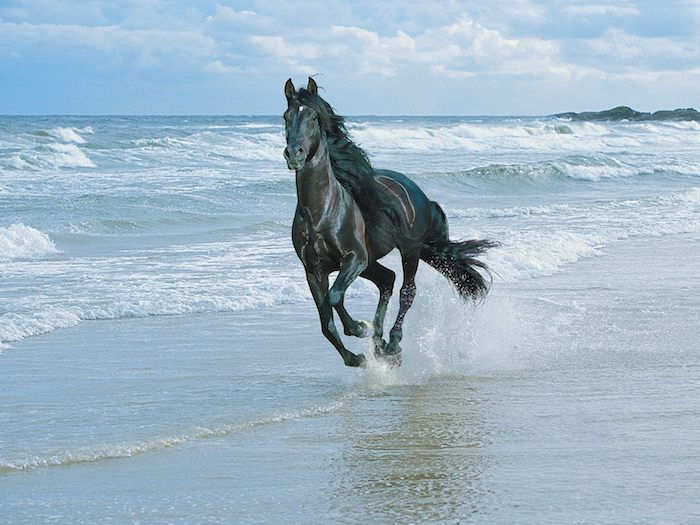 løp, svart hest med en tett svart mane, sjø med bølger og strand med sand, blå himmel med hvite skyer
