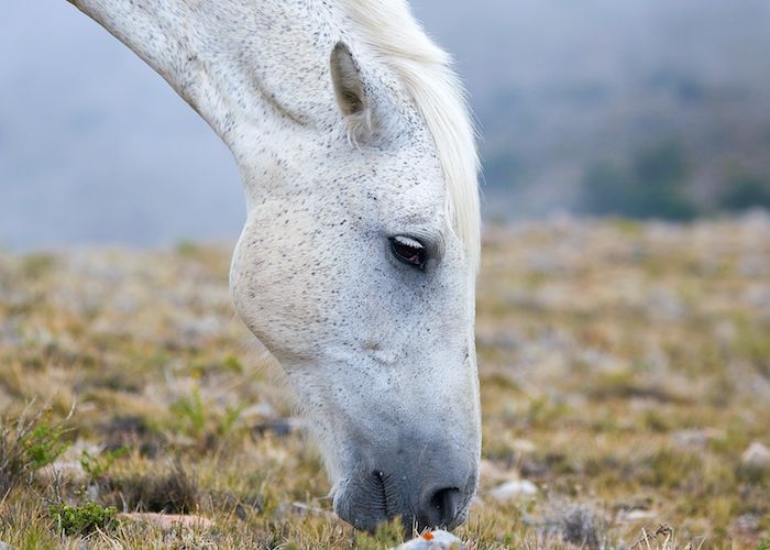 her er en hvit hest med svarte øyne og en hvit mane, bilde med gress og små steiner, fint hestbilde