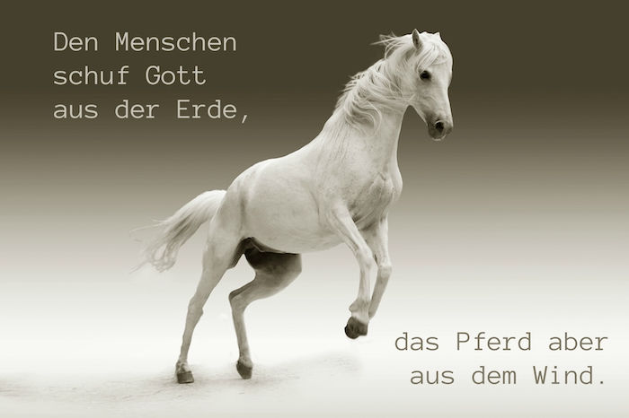 En hvit hest i hopp, hest med svarte øyne og tette, hvite maner og grå hover, hestebilde med en kort hest