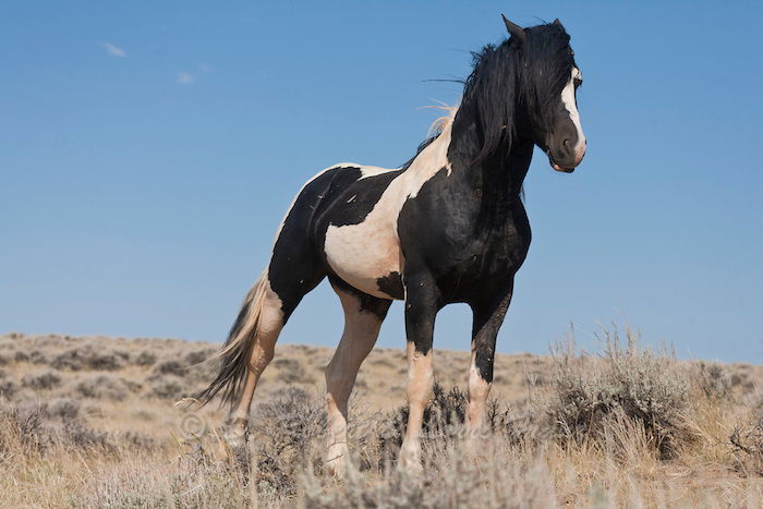 Her er en svart og hvit hest med en svart lang mane, blå himmel, hest bilde med et gult gress