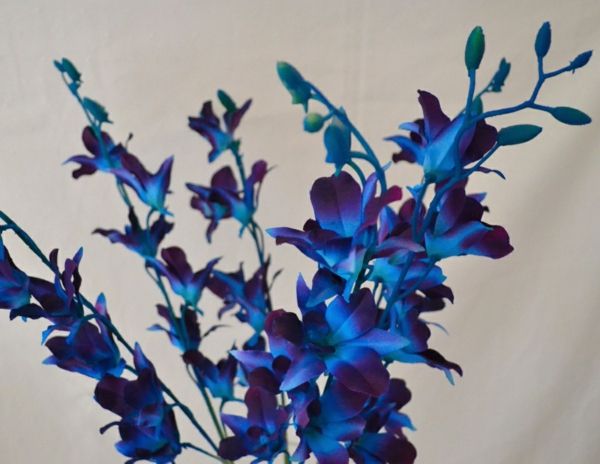 divjim orhidej-cvetlična dekoracija-ideje-za-dekoracijo-v-modra