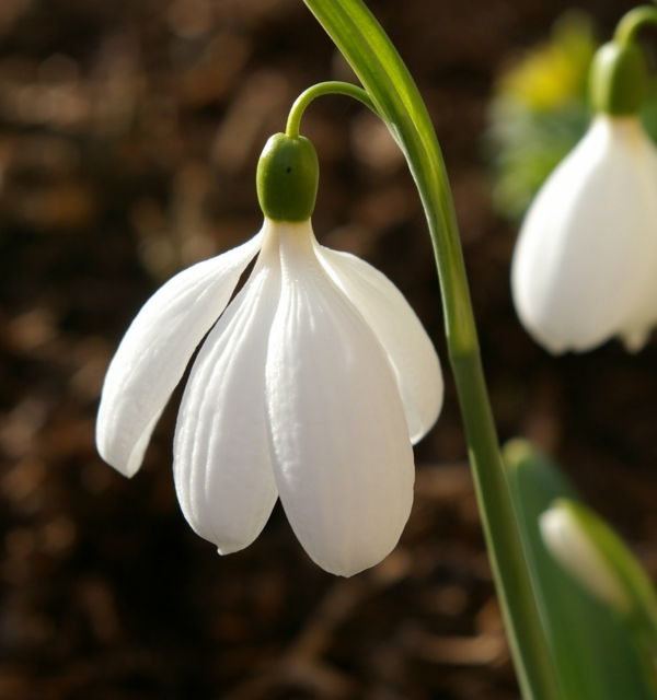 zimné Galanthus nivalis-Amaryllis-snow-white-flower-výsadba