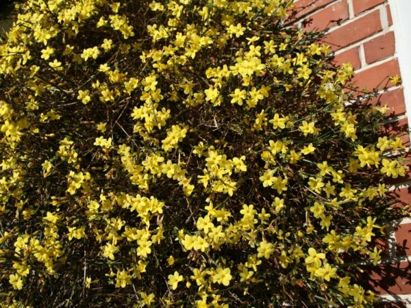 žltá zimné jazmín popínavá rastlina žltý