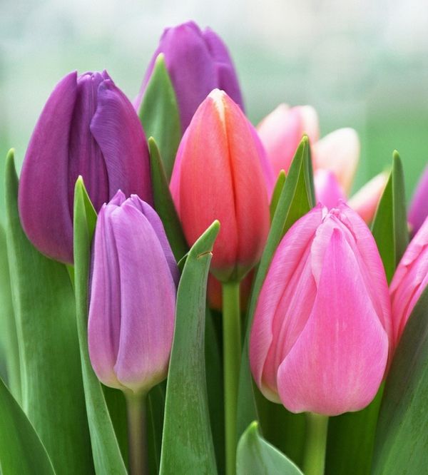 Buy-tapetul lalea-plantă-lalea-lalea-in-amsterdam-lalea tapet tulip-- minunat