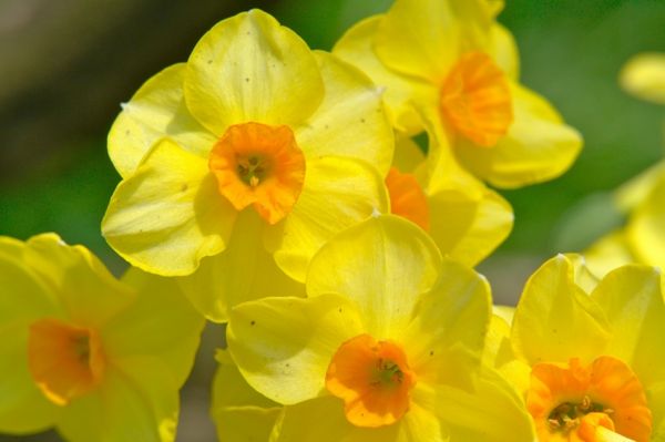 underbart-påsklilja-plantering gul-blomma