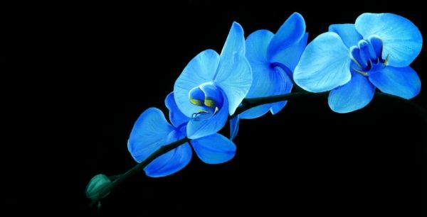 Čudovita fotografija-orhideja-v-modro-na-črni-ozadje