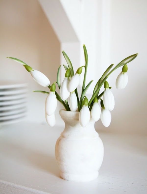 krásny deco Galanthus nivalis-Amaryllis-snow-white-flower-rastlina-in-bielou vázu