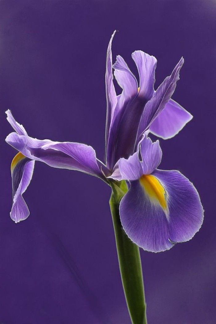 vakre lilla blomst-Siberian Iris