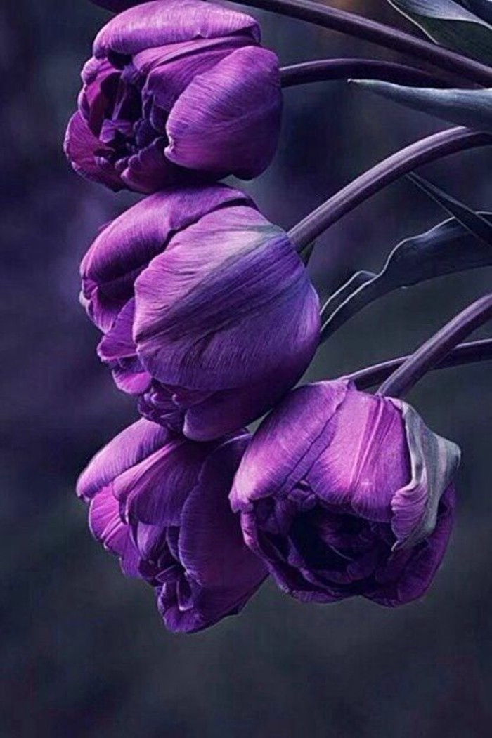 vakre lilla tulipaner til Inspire