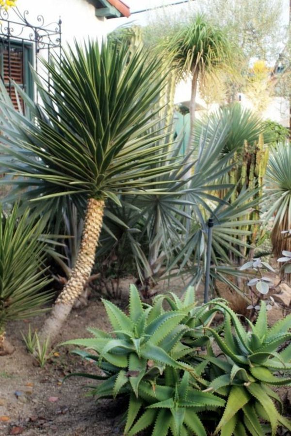 -yucca-rastlin Okrasne rastline-dlani-deco-by-the-garten--