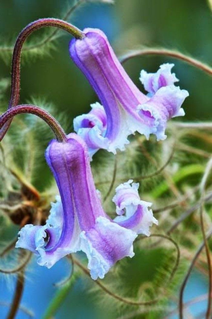 ihale çiçek türleri Clematis baldwinii-in-Mor