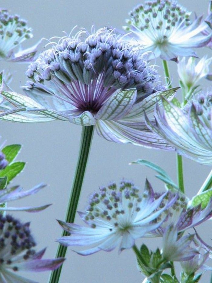 anbuds-mystisk-lilla og hvite blomster