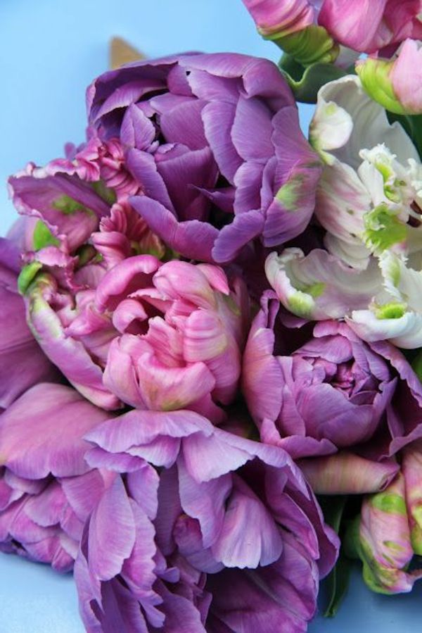 delicat violet - lalea-plantare-the-lalea lalele
