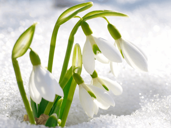 ponuková bielej kvety-Galanthus nivalis-Amaryllis-snow-white-flower-výsadba
