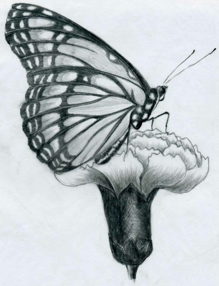 -desenhos com-lápis-a-borboleta