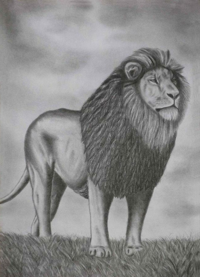tegninger-med-blyant-a-super-vakre-løve