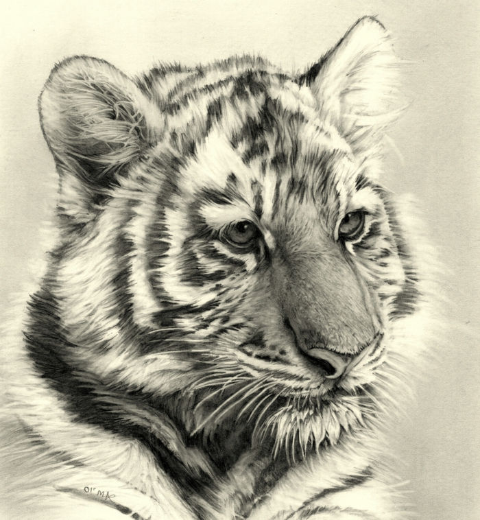 -desenhos com-lápis-a-tigre