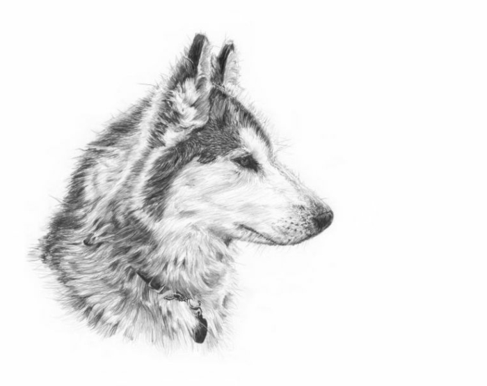 tegninger-med-blyant-en-ulv
