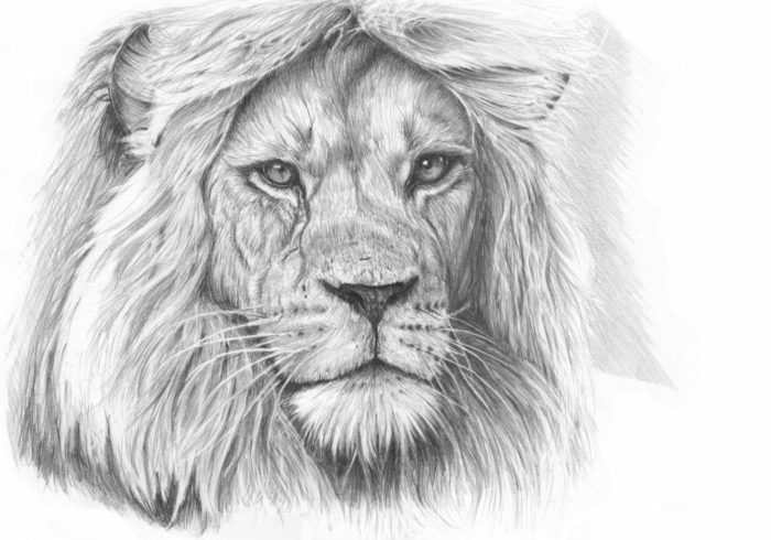 tegninger-med-blyant-en-flott-løve