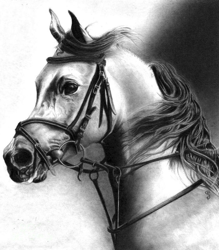 tegninger-med-blyant-super-realistisk look-a-hest-