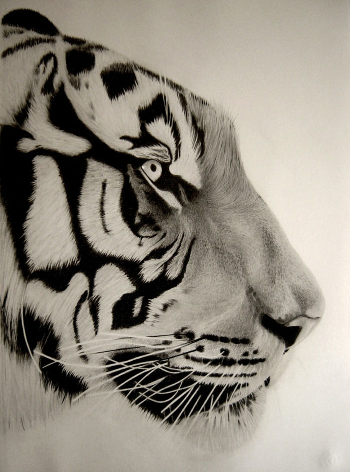 tegninger-med-blyant-tiger-bemalung