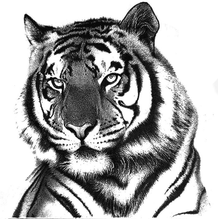 tegninger-med-blyant-tiger-hvitt og svart