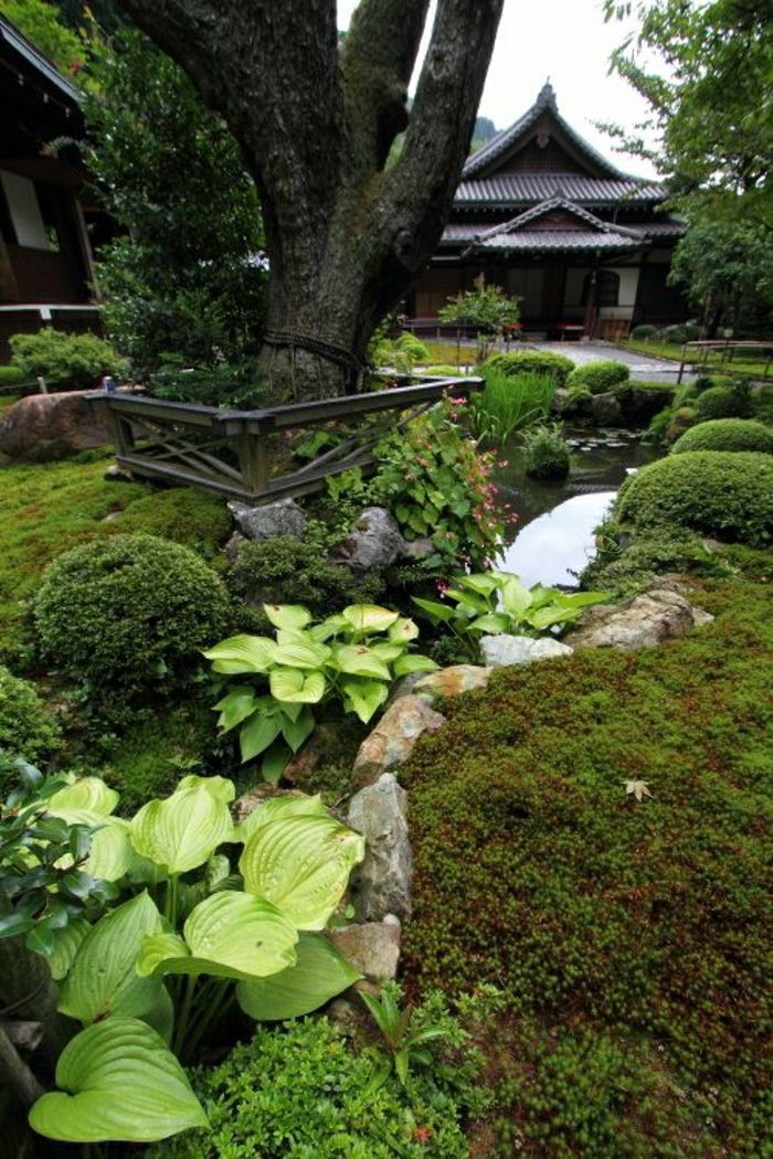 Zen záhrada-japonskej-Ázia-vodné rastliny