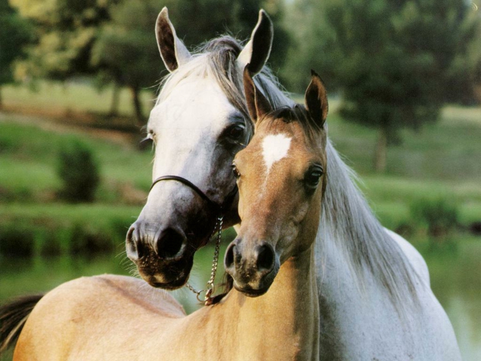 twee mooie-mooie-paarden-in-a-knuffel