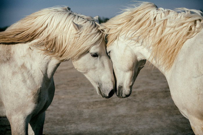 Her er to hvite hvite hester med svarte øyne og gule lange maner, vakkert hestebilde